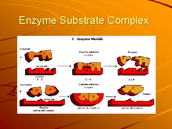 Enzyme Substrate Complex Enzyme Substrate Complex