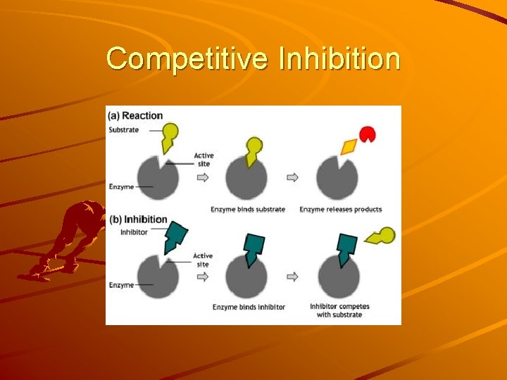 Competitive Inhibition Competitive Inhibition