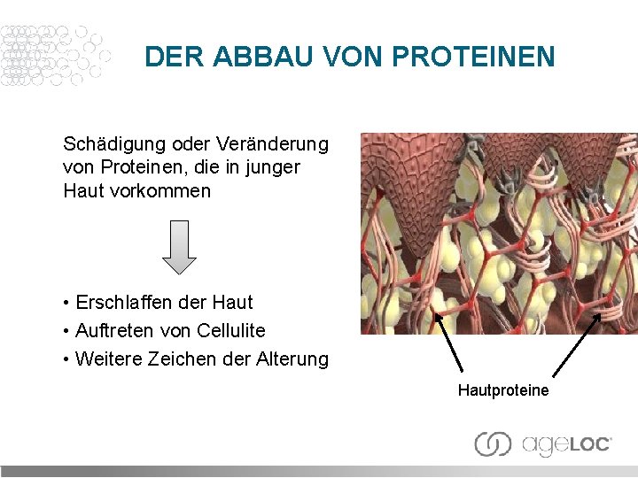 DER ABBAU VON PROTEINEN Schädigung oder Veränderung von Proteinen, die in junger Haut vorkommen