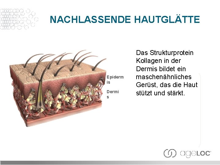 NACHLASSENDE HAUTGLÄTTE Epiderm is Dermi s Das Strukturprotein Kollagen in der Dermis bildet ein