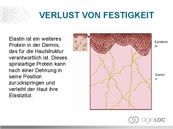 VERLUST VON FESTIGKEIT Elastin ist ein weiteres Protein in der Dermis, das für die