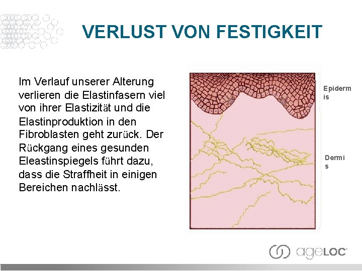 VERLUST VON FESTIGKEIT Im Verlauf unserer Alterung verlieren die Elastinfasern viel von ihrer Elastizität