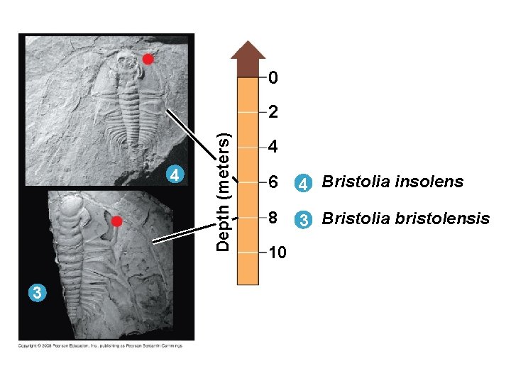Fig. 22 -15 c 0 4 3 Depth (meters) 2 4 6 4 Bristolia