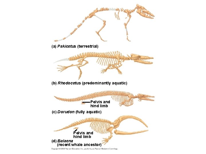 Fig. 22 -16 (a) Pakicetus (terrestrial) (b) Rhodocetus (predominantly aquatic) Pelvis and hind limb