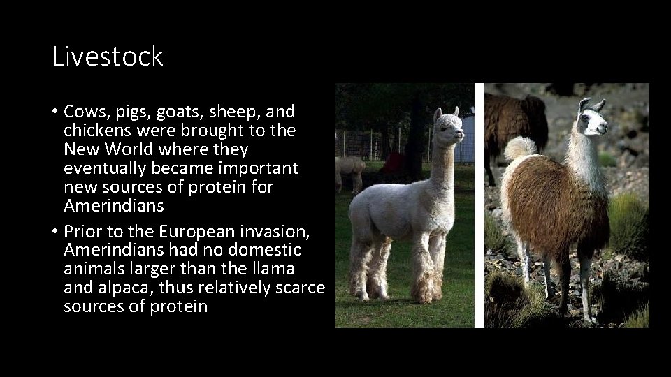 Livestock • Cows, pigs, goats, sheep, and chickens were brought to the New World