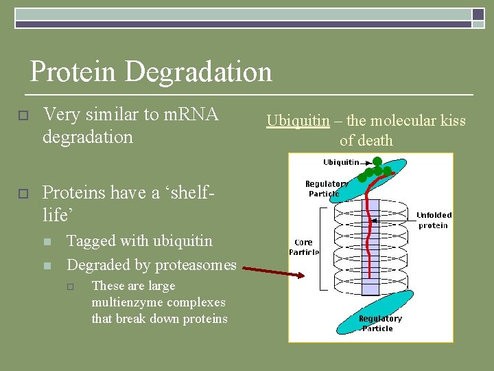 Protein Degradation o Very similar to m. RNA degradation o Proteins have a ‘shelflife’