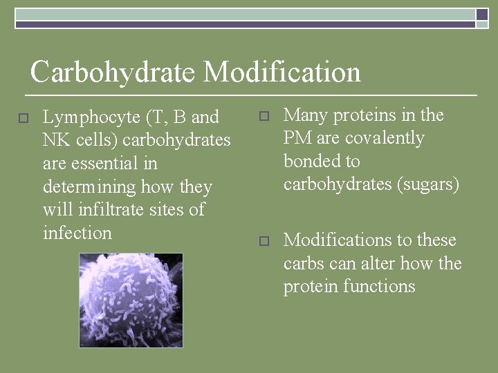 Carbohydrate Modification o Lymphocyte (T, B and NK cells) carbohydrates are essential in determining