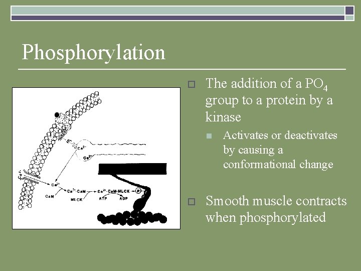 Phosphorylation o The addition of a PO 4 group to a protein by a