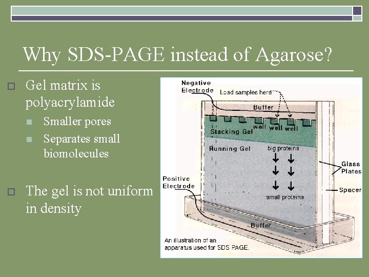 Why SDS-PAGE instead of Agarose? o Gel matrix is polyacrylamide n n o Smaller