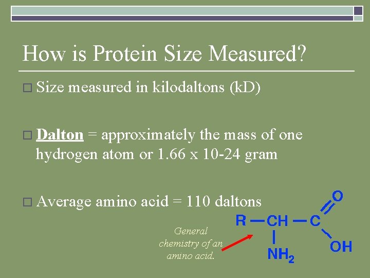 How is Protein Size Measured? o Size measured in kilodaltons (k. D) o Dalton