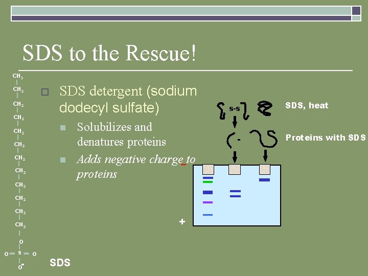 SDS to the Rescue! CH 3 CH 2 o CH 2 SDS detergent (sodium