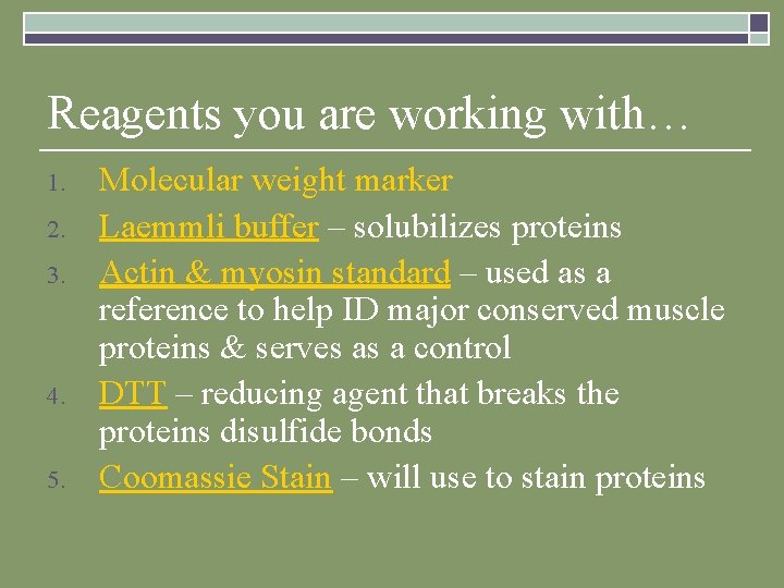 Reagents you are working with… 1. 2. 3. 4. 5. Molecular weight marker Laemmli