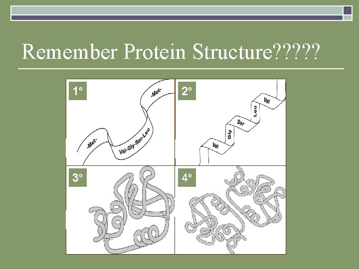 Remember Protein Structure? ? ? 1 o 2 o 3 o 4 o 