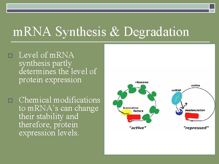 m. RNA Synthesis & Degradation o Level of m. RNA synthesis partly determines the