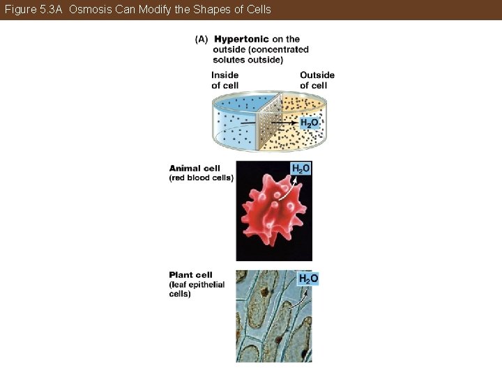 Figure 5. 3 A Osmosis Can Modify the Shapes of Cells 