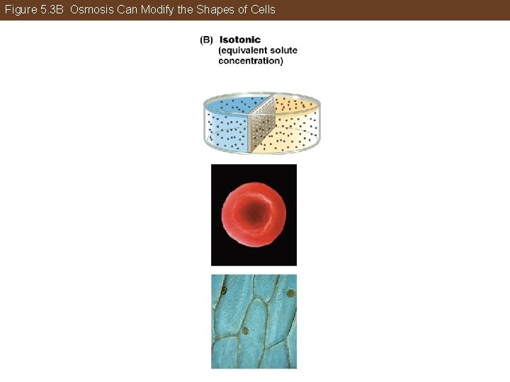 Figure 5. 3 B Osmosis Can Modify the Shapes of Cells 