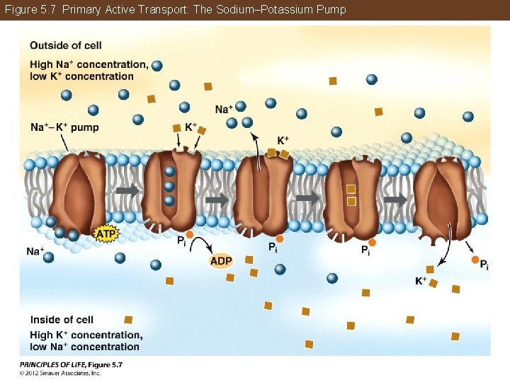 Figure 5. 7 Primary Active Transport: The Sodium–Potassium Pump 