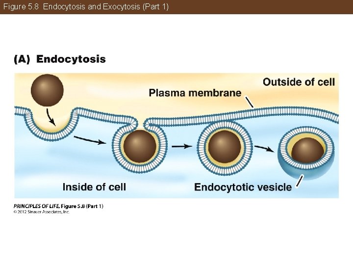 Figure 5. 8 Endocytosis and Exocytosis (Part 1) 