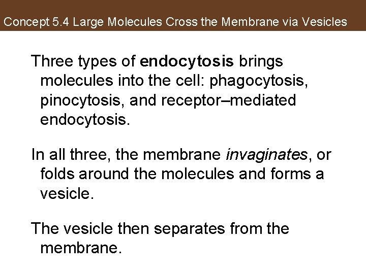 Concept 5. 4 Large Molecules Cross the Membrane via Vesicles Three types of endocytosis