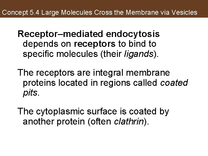 Concept 5. 4 Large Molecules Cross the Membrane via Vesicles Receptor–mediated endocytosis depends on