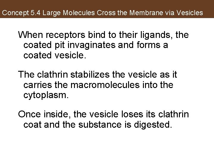 Concept 5. 4 Large Molecules Cross the Membrane via Vesicles When receptors bind to