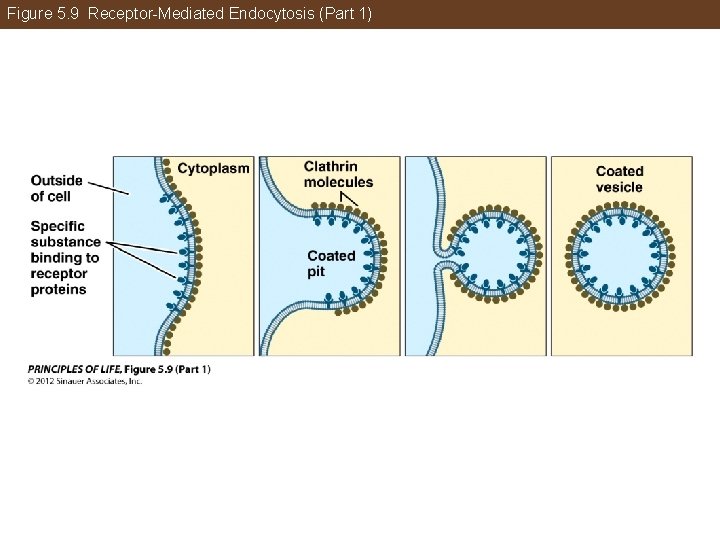 Figure 5. 9 Receptor-Mediated Endocytosis (Part 1) 