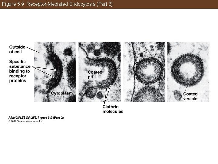 Figure 5. 9 Receptor-Mediated Endocytosis (Part 2) 