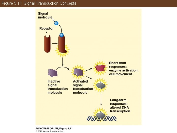Figure 5. 11 Signal Transduction Concepts 