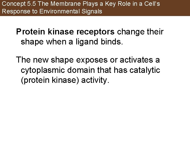 Concept 5. 5 The Membrane Plays a Key Role in a Cell’s Response to