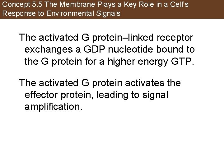 Concept 5. 5 The Membrane Plays a Key Role in a Cell’s Response to