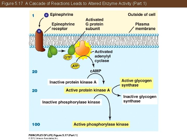 Figure 5. 17 A Cascade of Reactions Leads to Altered Enzyme Activity (Part 1)