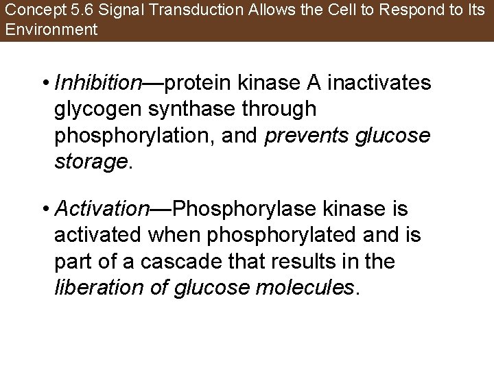 Concept 5. 6 Signal Transduction Allows the Cell to Respond to Its Environment •