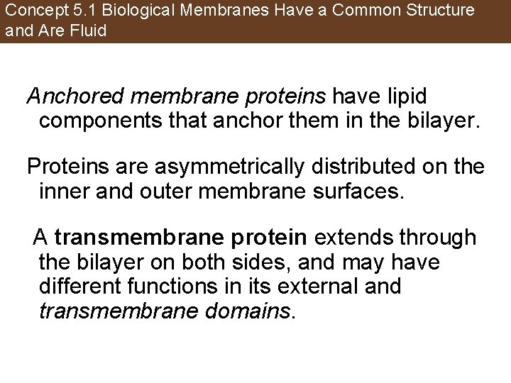 Concept 5. 1 Biological Membranes Have a Common Structure and Are Fluid Anchored membrane