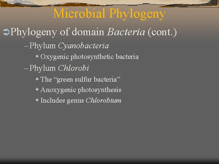 Microbial Phylogeny Ü Phylogeny of domain Bacteria – Phylum Cyanobacteria w Oxygenic photosynthetic bacteria