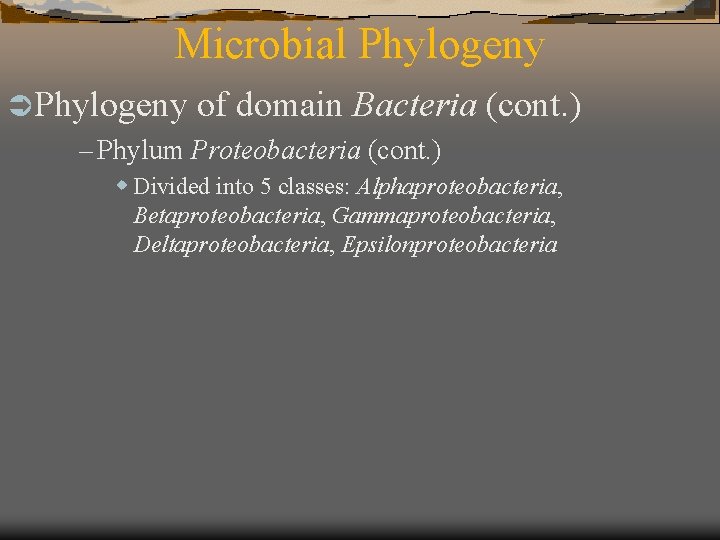 Microbial Phylogeny Ü Phylogeny of domain Bacteria – Phylum Proteobacteria (cont. ) w Divided