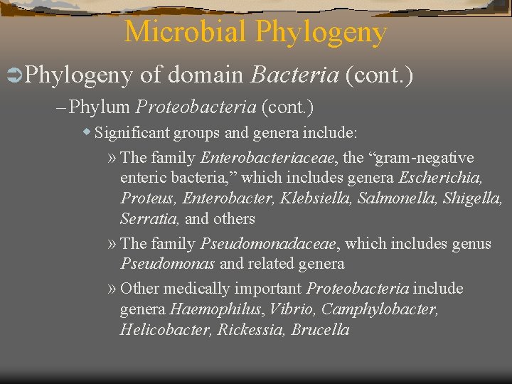 Microbial Phylogeny Ü Phylogeny of domain Bacteria – Phylum Proteobacteria (cont. ) w Significant