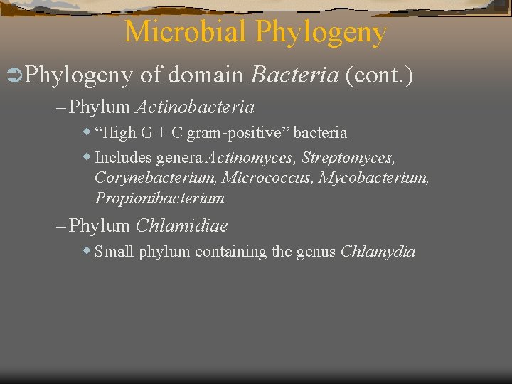 Microbial Phylogeny Ü Phylogeny of domain Bacteria – Phylum Actinobacteria (cont. ) w “High
