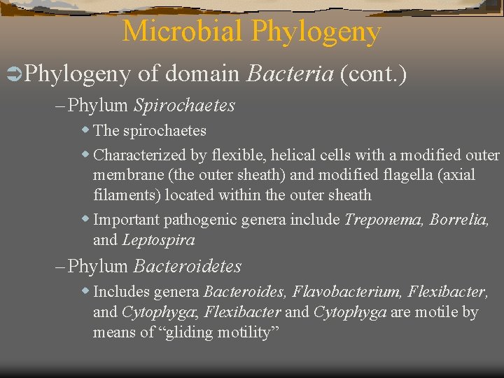 Microbial Phylogeny Ü Phylogeny of domain – Phylum Spirochaetes Bacteria (cont. ) w The