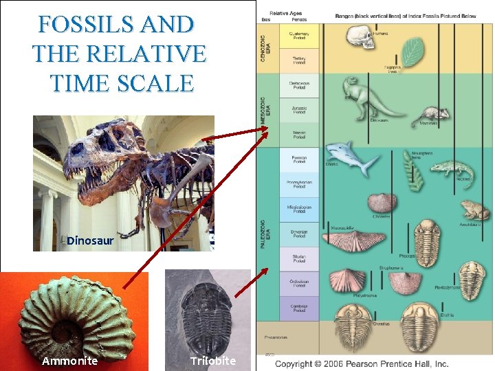 FOSSILS AND THE RELATIVE TIME SCALE Dinosaur Ammonite Trilobite 