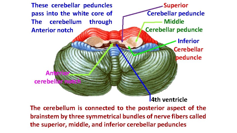 These cerebellar peduncles pass into the white core of The cerebellum through Anterior notch