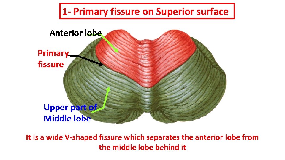 1 - Primary fissure on Superior surface Anterior lobe Primary fissure Upper part of