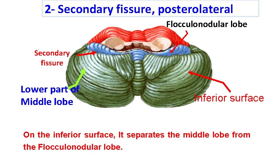 2 - Secondary fissure, posterolateral Flocculonodular lobe Secondary fissure Lower part of Middle lobe