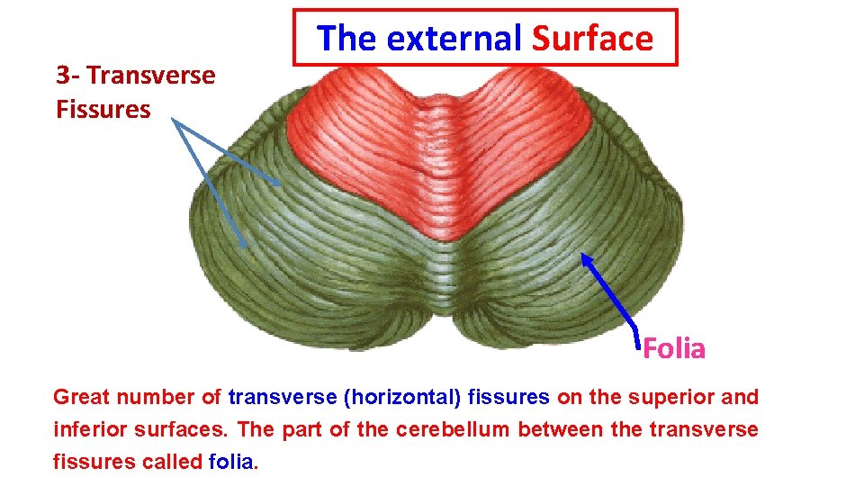 3 - Transverse Fissures The external Surface Folia Great number of transverse (horizontal) fissures