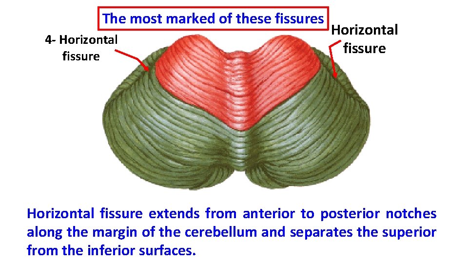 The most marked of these fissures 4 - Horizontal fissure extends from anterior to