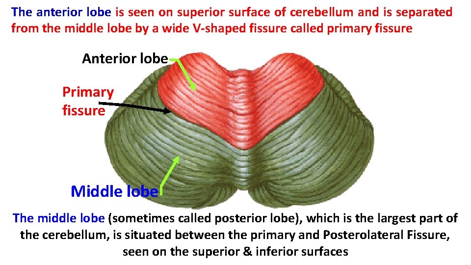 The anterior lobe is seen on superior surface of cerebellum and is separated from