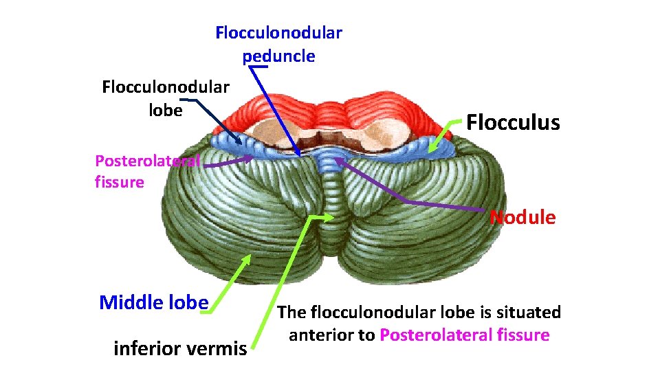 Flocculonodular peduncle Flocculonodular lobe Flocculus Posterolateral fissure Nodule Middle lobe inferior vermis The flocculonodular