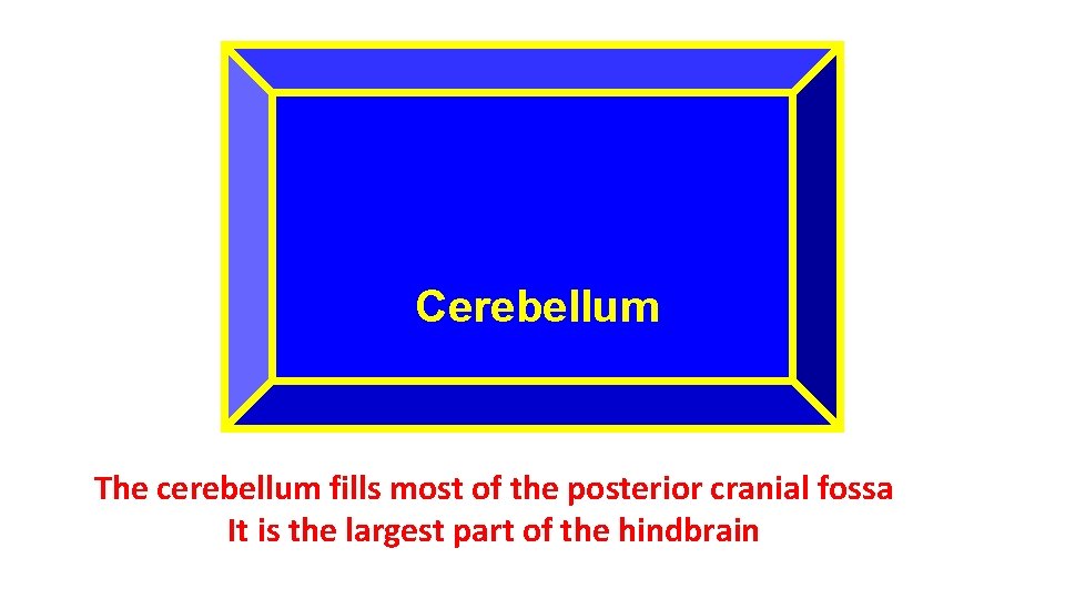 Cerebellum The cerebellum fills most of the posterior cranial fossa It is the largest