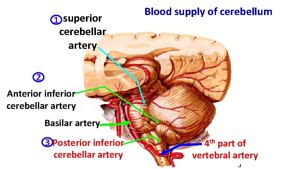 1 superior Blood supply of cerebellum cerebellar artery 2 Anterior inferior cerebellar artery Basilar