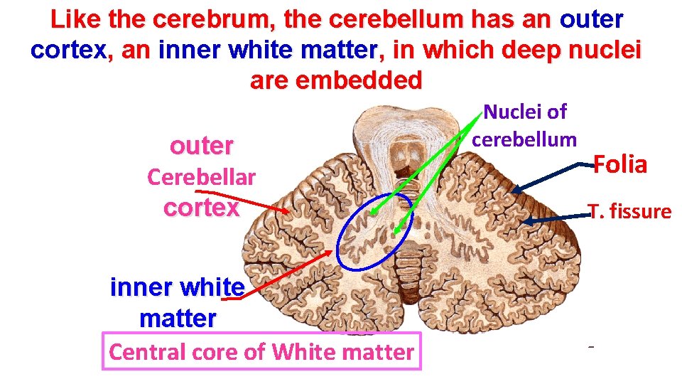 Like the cerebrum, the cerebellum has an outer cortex, an inner white matter, in