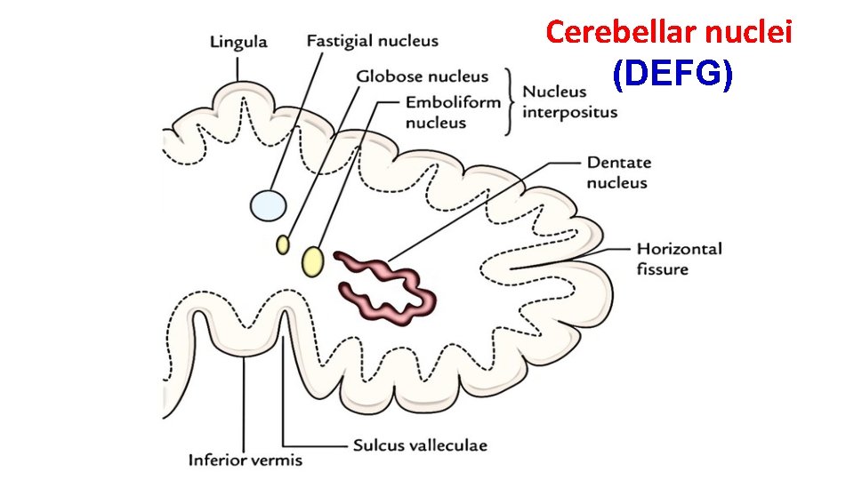Cerebellar nuclei (DEFG) 